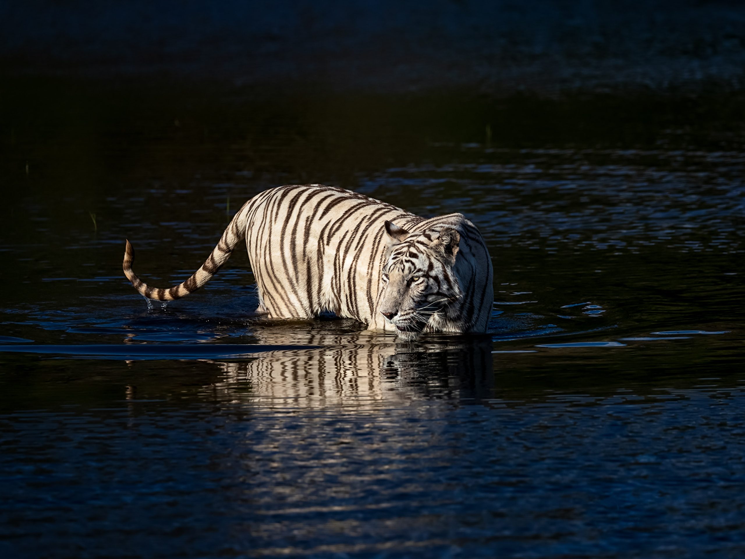 Rare White Tigers Caught on Camera Leaping and Playing in Water