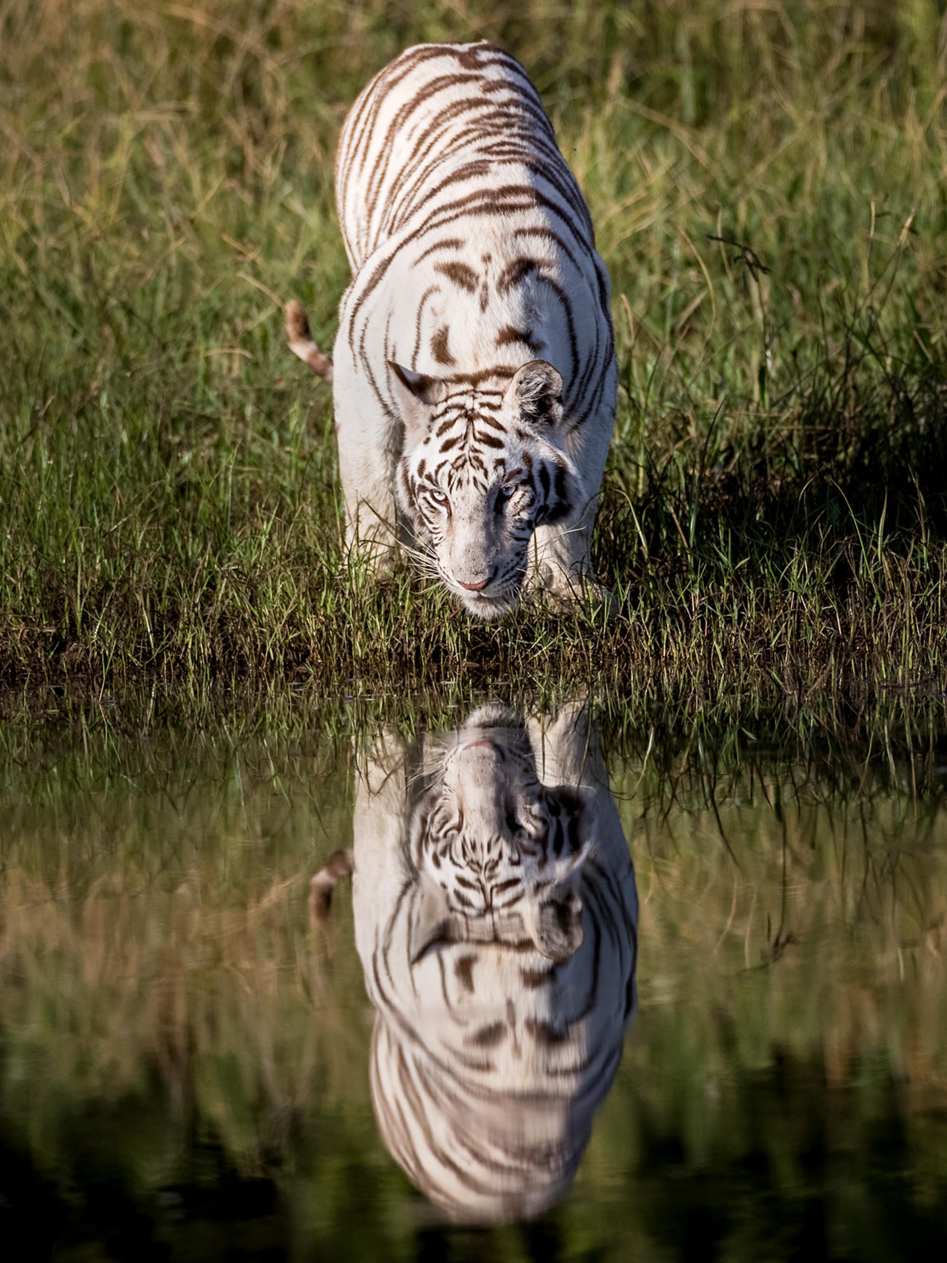 Rare White Tigers Caught on Camera Leaping and Playing in Water