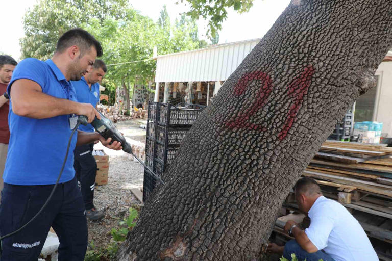 MUĞLA BÜYÜKŞEHİR BELEDİYESİ VE İL TARIM MÜDÜRLÜĞÜ, MUĞLA’DA İLK DEFA TESPİT EDİLEN TURUNÇGİL UZUN ANTENLİ BÖCEĞİ (ANOPLOPHORA CHİNENSİS) İÇİN ALARMA GEÇTİ.