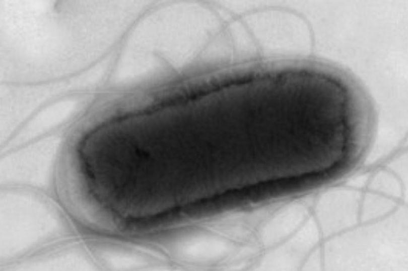inside uk's e.coli outbreak as 'contaminated sandwich' kills first person