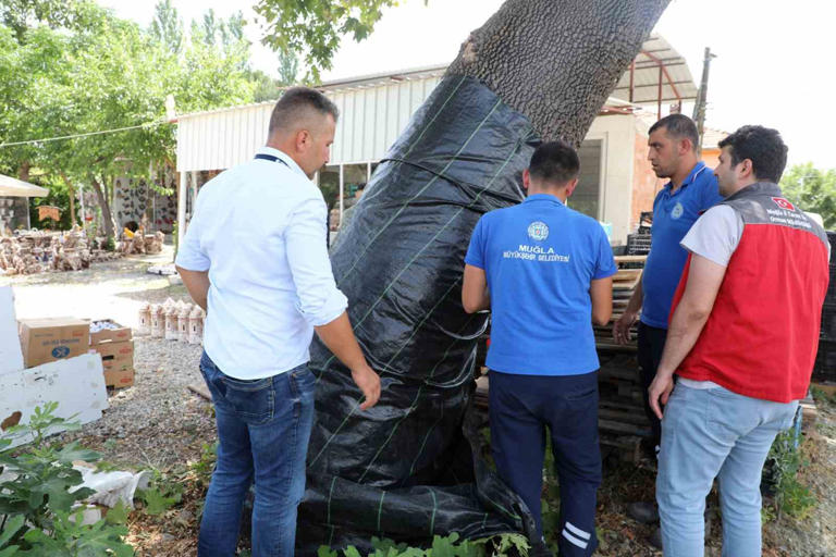 MUĞLA BÜYÜKŞEHİR BELEDİYESİ VE İL TARIM MÜDÜRLÜĞÜ, MUĞLA’DA İLK DEFA TESPİT EDİLEN TURUNÇGİL UZUN ANTENLİ BÖCEĞİ (ANOPLOPHORA CHİNENSİS) İÇİN ALARMA GEÇTİ.