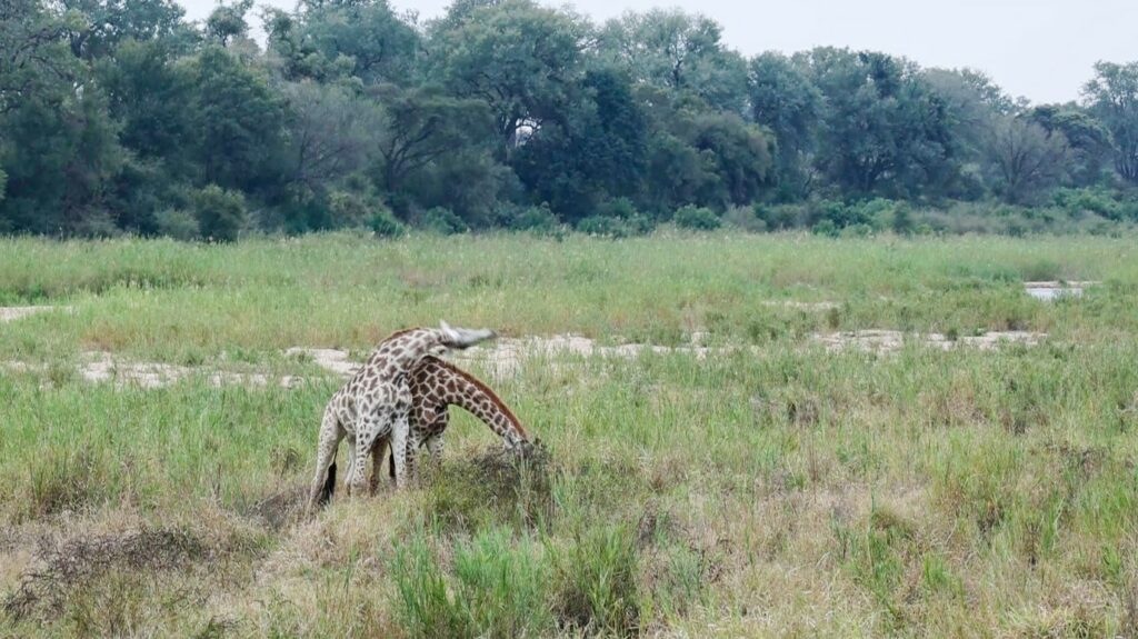 Giraffes Swinging Necks for the Heavyweight Title