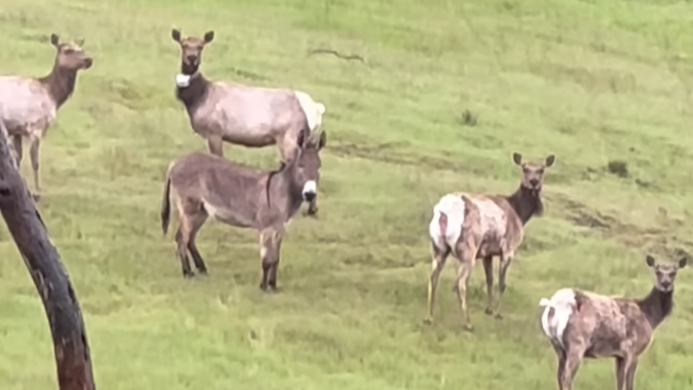 escaped pet donkey found 'living best life' with elk
