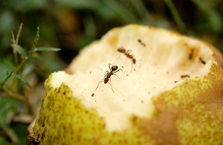 5 effektive Methoden gegen Ameisen im Garten