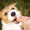 Dog Treat Recall Prompts Nationwide Warning to Pet Owners<br>