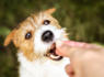 Dog Treat Recall Prompts Nationwide Warning to Pet Owners<br><br>