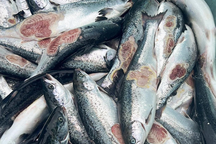 laksefiskeri i 33 norske fjorde og søer stoppes på ubestemt tid