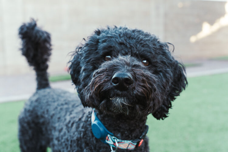 30 New Dog Breeds Recognized by the American Kennel Club