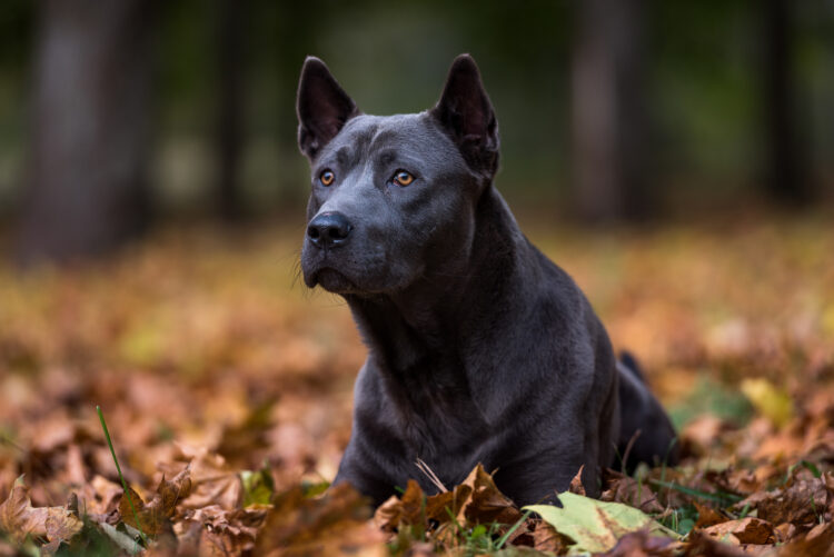 30 New Dog Breeds Recognized by the American Kennel Club