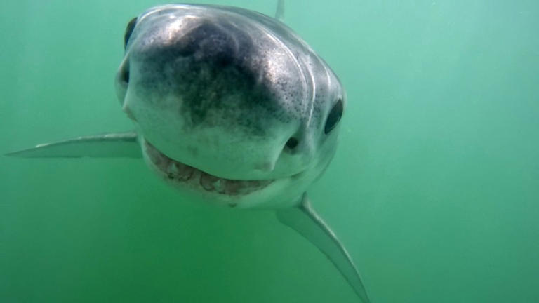 A young great white shark near New Brighton State Beach swims toward a GoPro camera in June 2024. (Photo courtesy Eric Mailander)