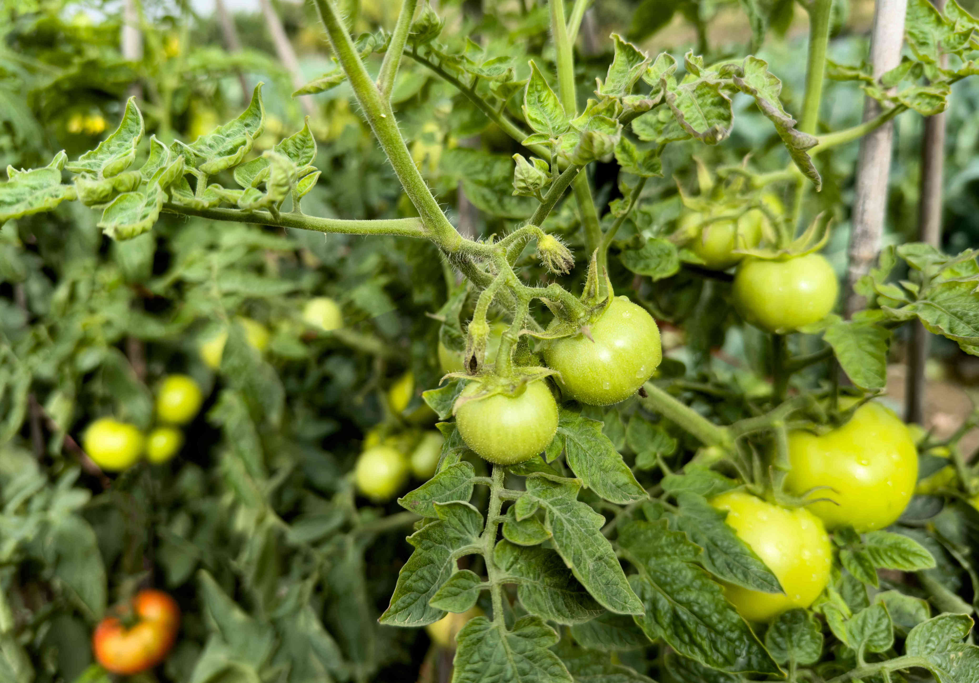 Why Are My Tomatoes Not Turning Red?