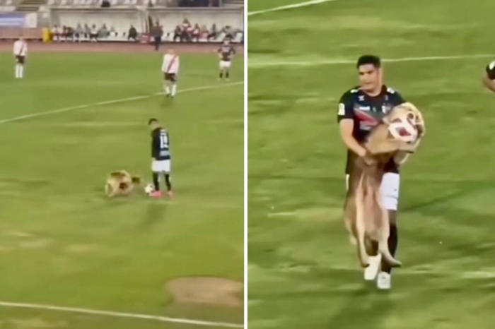 vídeo fofo: cachorro paralisa partida de futebol, mas é bem tratado por jogadores