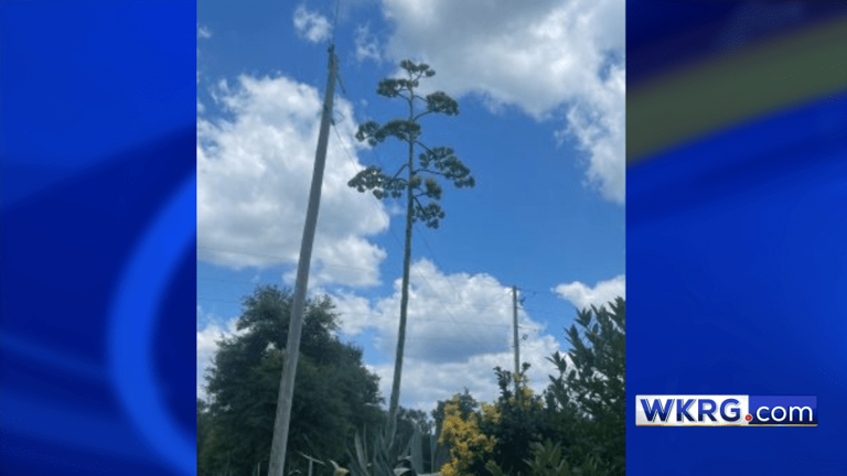 Rare century plant blooms 42 years later at Stapleton home