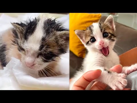 Newborn Kitten Rescued, Changing a Man’s Life Forever
