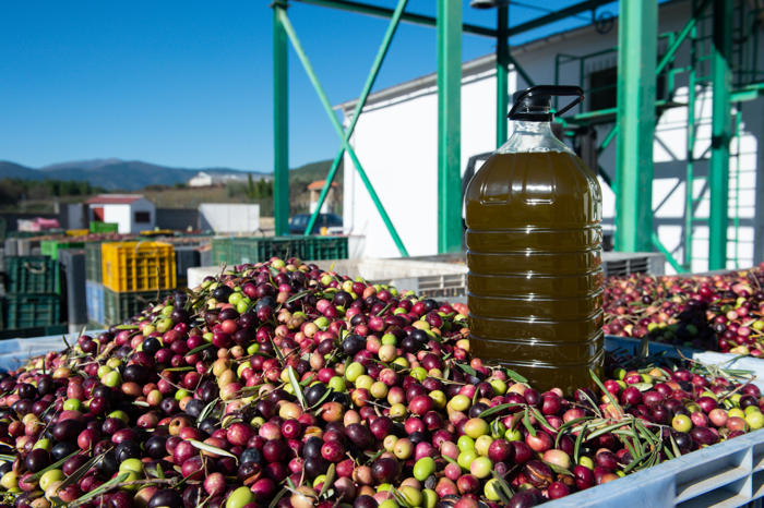 los agricultores dejan muy clara su opinión sobre la rebaja del iva del aceite de oliva