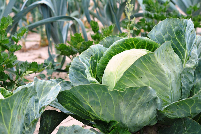 jak totálně zvýšit úrodu? vysaďte mezi sebou zeleninu, která se snese. která to je?