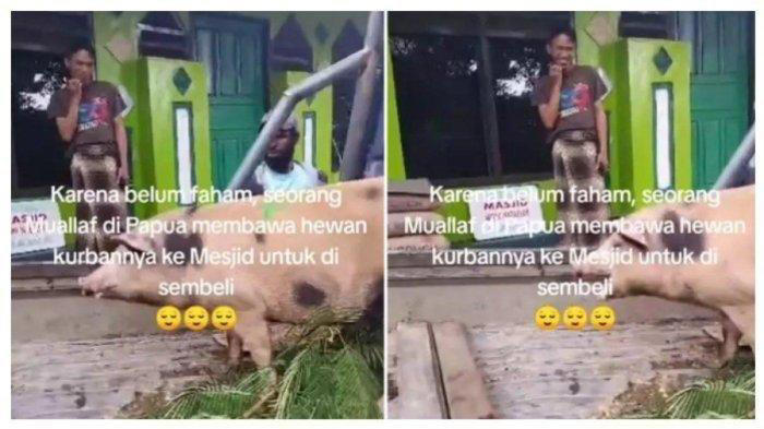 viral mualaf di papua bawa babi ke masjid untuk kurban,ustaz cuma bisa senyum,diduga belum paham