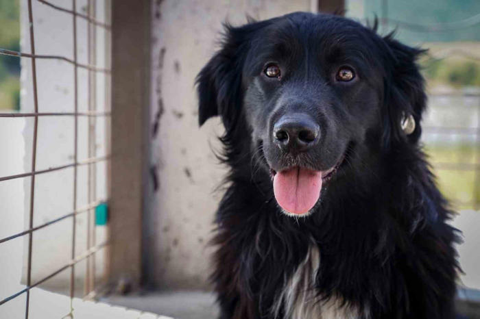 yılın ilk 6 ayında i̇zmir’deki barınaklardan 500 köpek sahiplendirildi