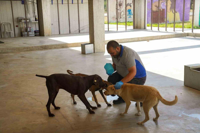 yılın ilk 6 ayında i̇zmir’deki barınaklardan 500 köpek sahiplendirildi