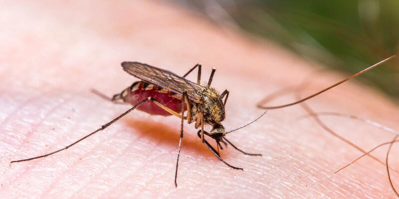 schnell und effektiv - mückenfalle einfach selber bauen - simples hausmittel hilft