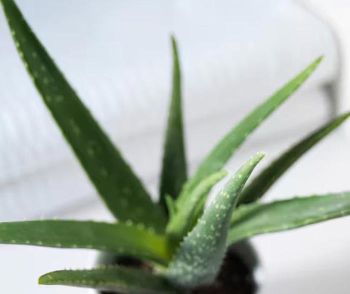 7 houseplants that cool your home during a heatwave