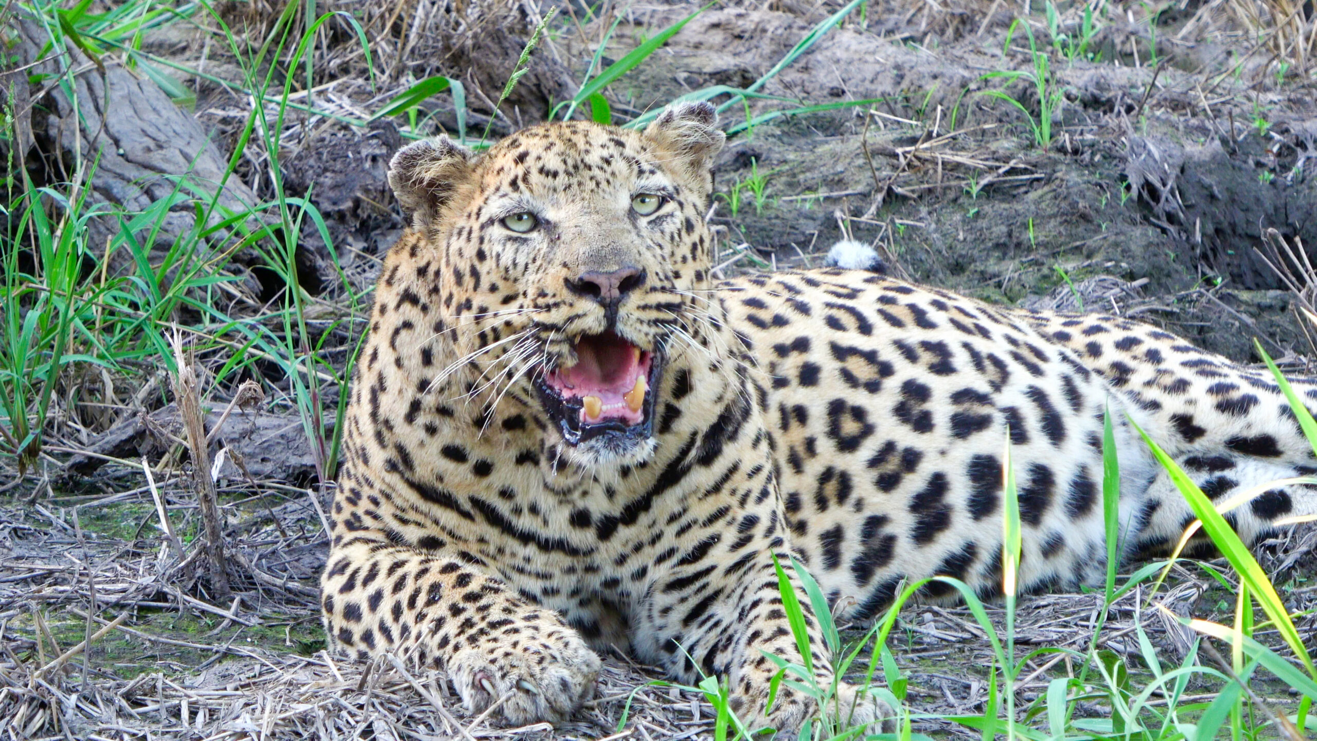 As a key member of the Big Five, leopards play a significant role in wildlife tourism. People often see them as symbols of the untamed wilderness and the beauty of Africa's natural heritage. The thrill of finding and observing a leopard in its natural habitat enhances the overall safari experience, making it a top highlight for many visitors.