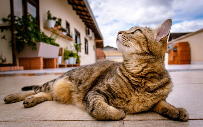 jak zabránit sousedovic kočce, aby vstupovala na vaši zahradu?