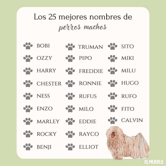 270 nombres para perros machos