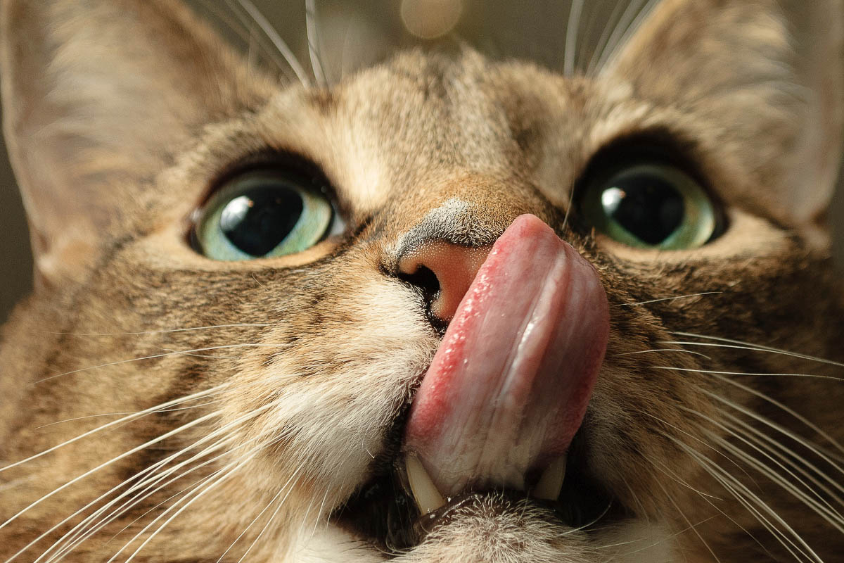 The Surprising Reasons Your Cat Sticks Its Tongue Out
