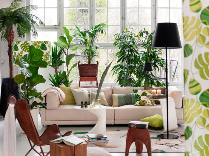 these houseplants may actually cool your home, according to nasa research