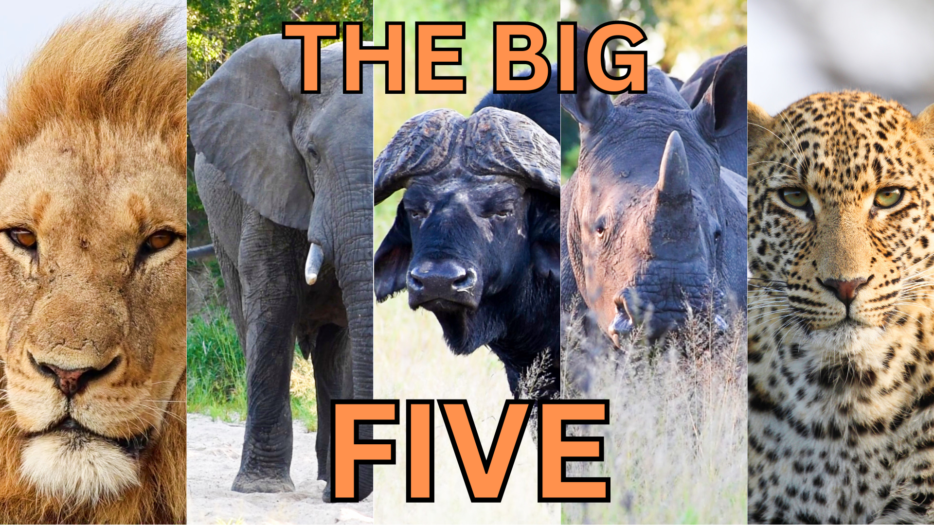 The King of the Jungle, the Tusked Giant, the Mighty Herd, the Armored Tank, and the Stealthy Hunter—explore Africa's iconic Big Five. Named for being the most challenging and dangerous to hunt on foot, they are now the most admired animals to observe on safaris.