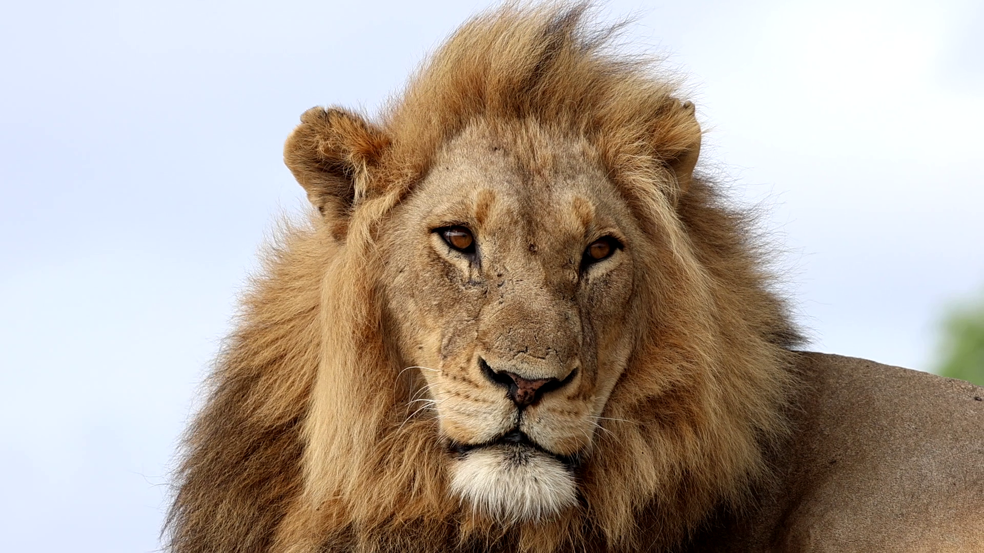 Lions have a profound cultural and symbolic significance in many African cultures and across the world. They are often seen as symbols of courage, royalty, and strength, making them a key attraction for tourists seeking to connect with the continent's rich cultural heritage through its wildlife.