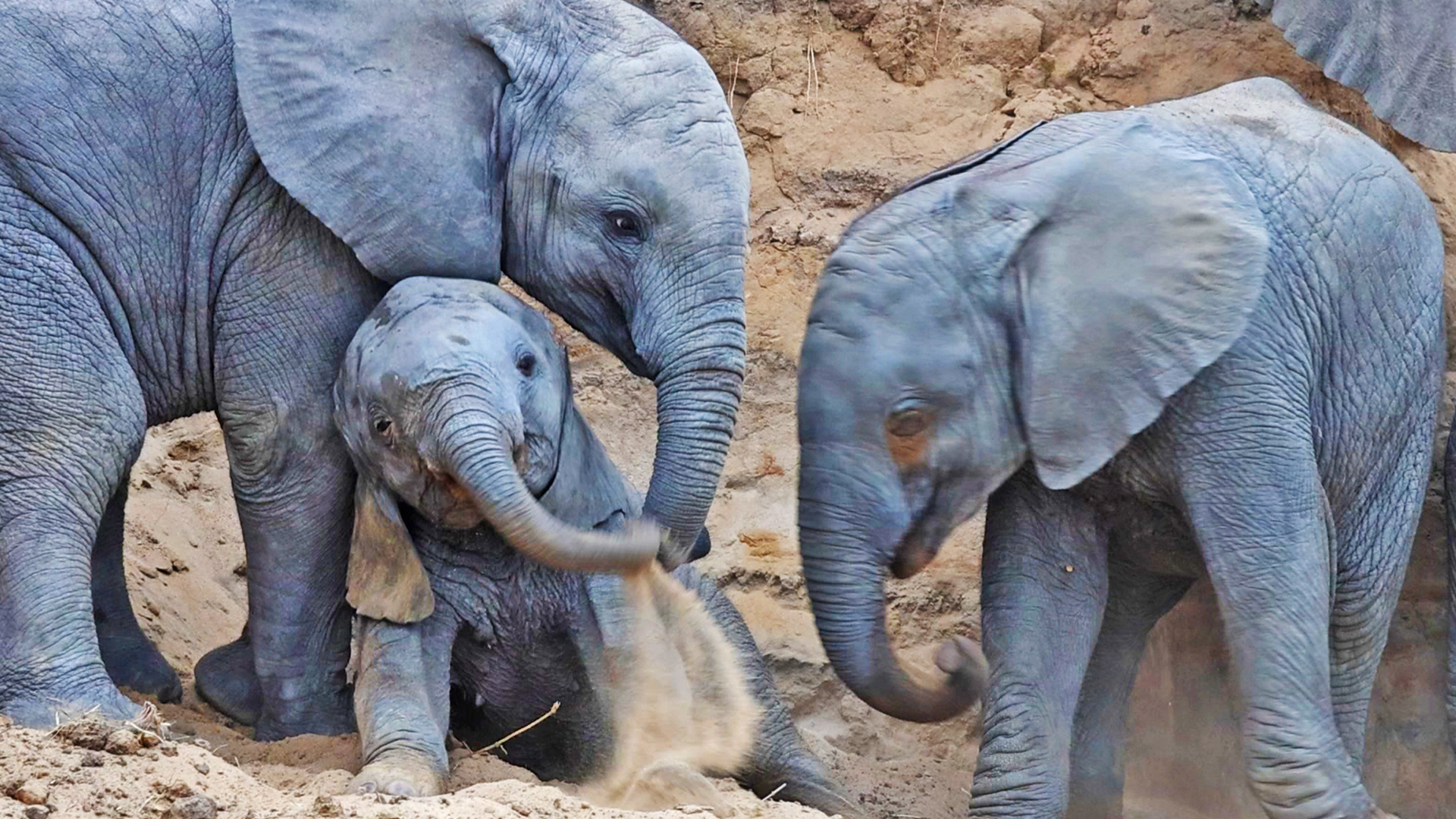 The complex social interactions, intelligence, and emotional depth of elephants make them fascinating to watch. Tourists are often captivated by their family dynamics, nurturing behavior, and the way they interact with their environment, including their playful antics and caring for their young.