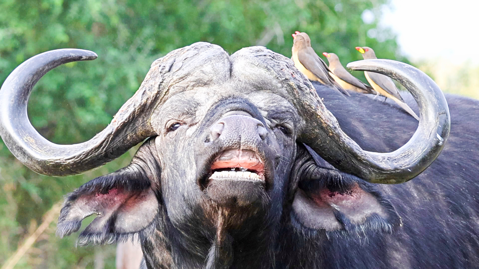 Buffalo are known for their unpredictable behavior and can become very aggressive when threatened. When they feel endangered, they often charge at predators and humans alike, using their sharp, curved horns as weapons. Consequently, their aggressive nature makes them one of the most dangerous animals to encounter in Africa.