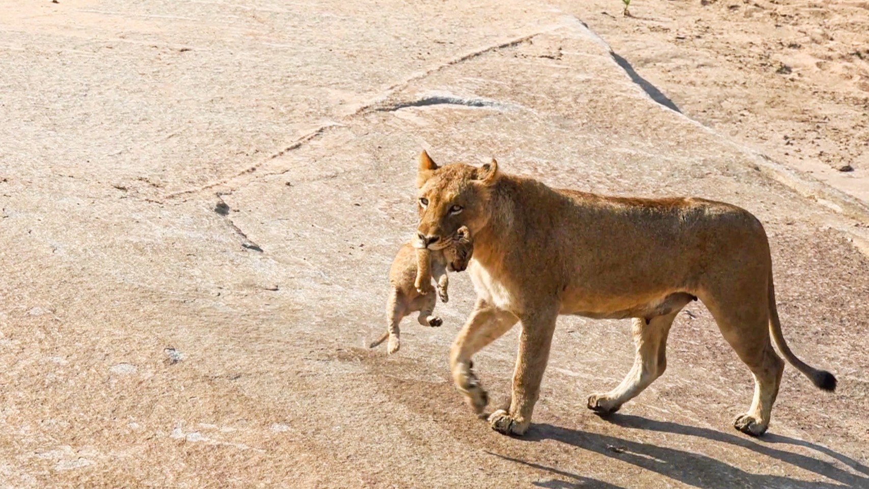 Lions live in structured social groups called prides, consisting of related females, their offspring, and a few adult males. This social living arrangement allows them to share responsibilities such as hunting, raising cubs, and defending their territory. The bonds formed within a pride are crucial for their survival, as lions rely on cooperation and mutual support.