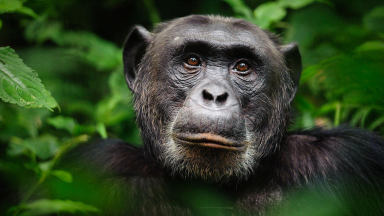 a csimpánzok tudása egy nap emberéleteket menthet