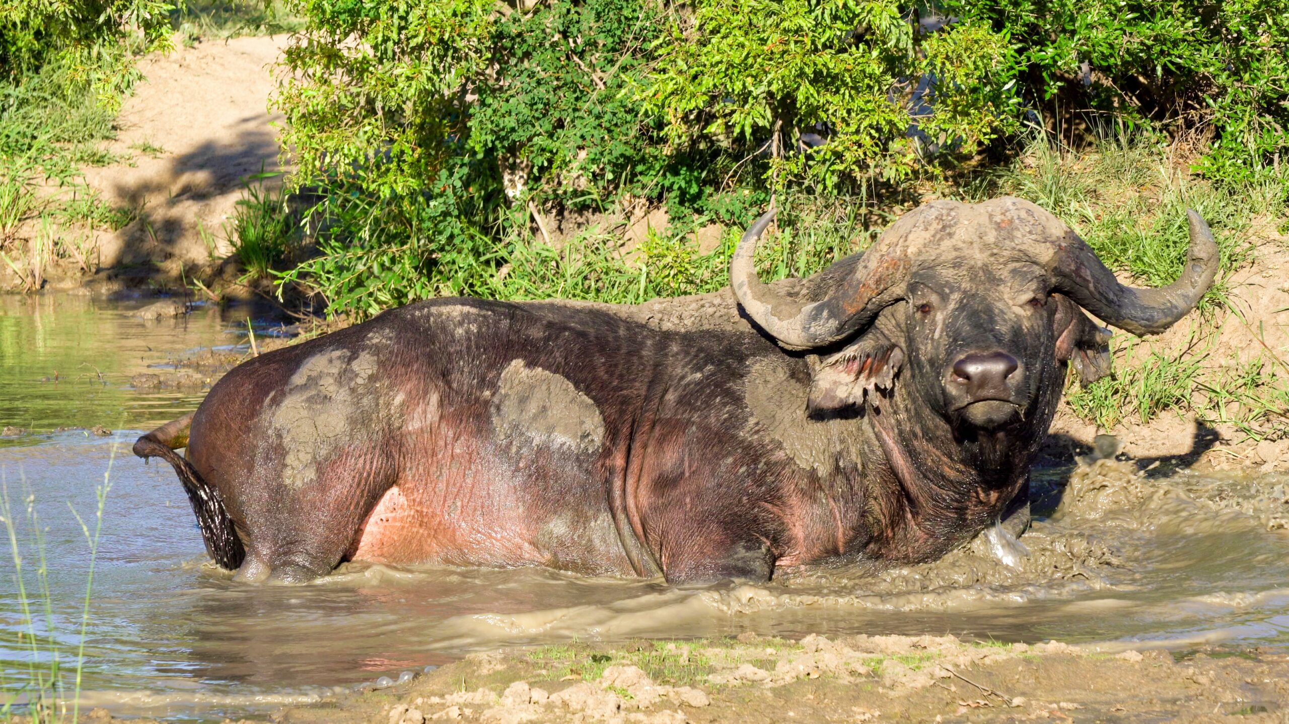 African buffalo are incredibly strong and resilient animals. They can weigh up to 2,000 pounds (900 kilograms) and have muscular bodies that can withstand attacks from predators. Interestingly, injured buffalo often survive and recover from severe wounds, demonstrating their toughness and endurance.