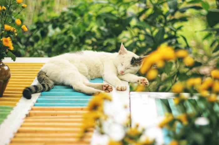 jak zabránit sousedovic kočce, aby vstupovala na vaši zahradu?