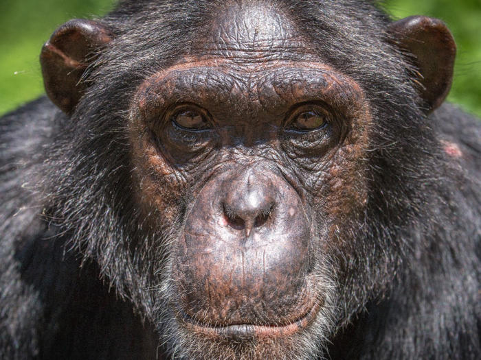 šimpanzi se sami léčí s pomocí rostlin, které ulevují od bolesti nebo jsou antibakteriální, zjistili vědci