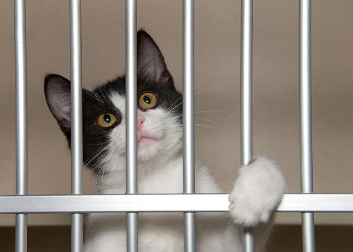 刑務所で16年間生活し、囚人たちの心を慰め続けた偉大な猫 米国