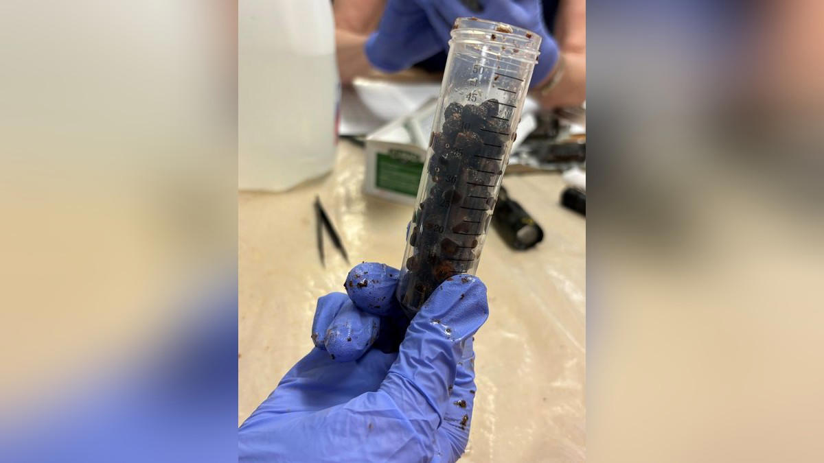 kirschen perfekt erhalten: 250 jahre alte obstkonserven gefunden