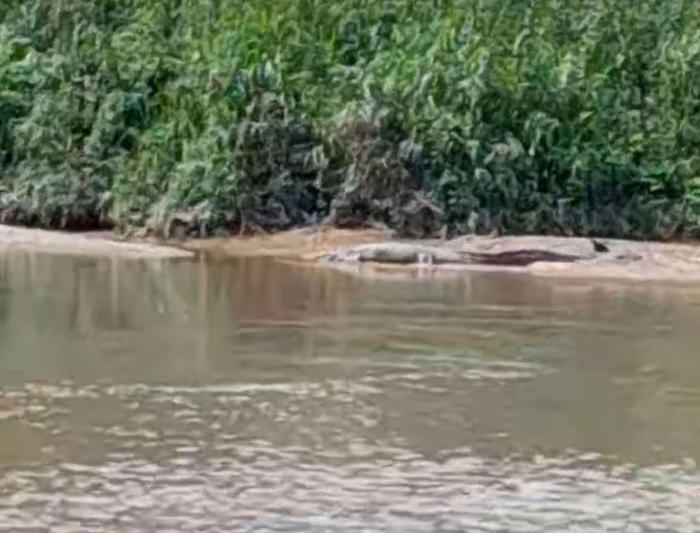 papar folk warned of crocs in the river