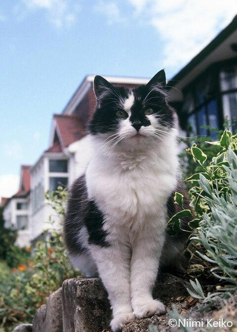 黒猫にタキシード猫がぞくぞくと現れた…さすが紳士の街ロンドン