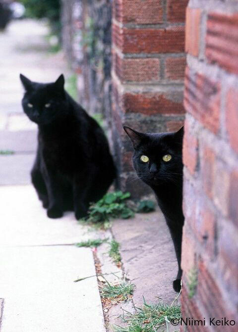 黒猫にタキシード猫がぞくぞくと現れた…さすが紳士の街ロンドン