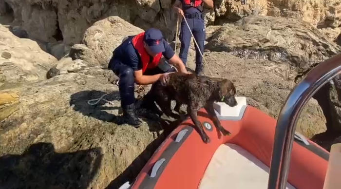 antalya’da denize düşen köpeği sahil güvenlik ekipleri kurtardı
