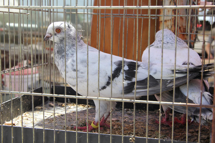 kuş meraklıları hafta sonları sakarya'da kurulan pazarda buluşuyor