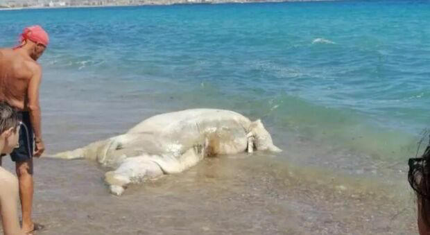 carcassa di vitello in spiaggia tra i bagnanti a palermo: «siamo allibiti». l'animale caduto da una nave