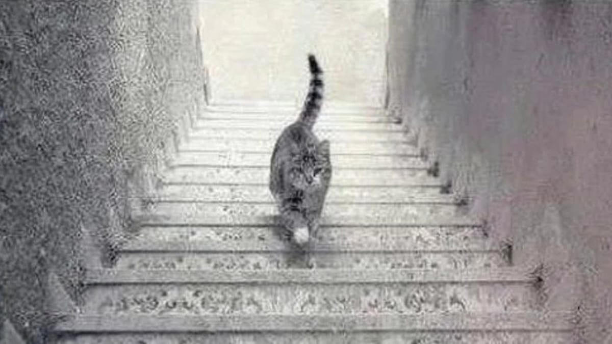 geht die katze die treppe hoch oder runter? frage sorgt für kopfzerbrechen
