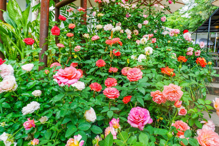 jardin : vos roses vont offrir une floraison 