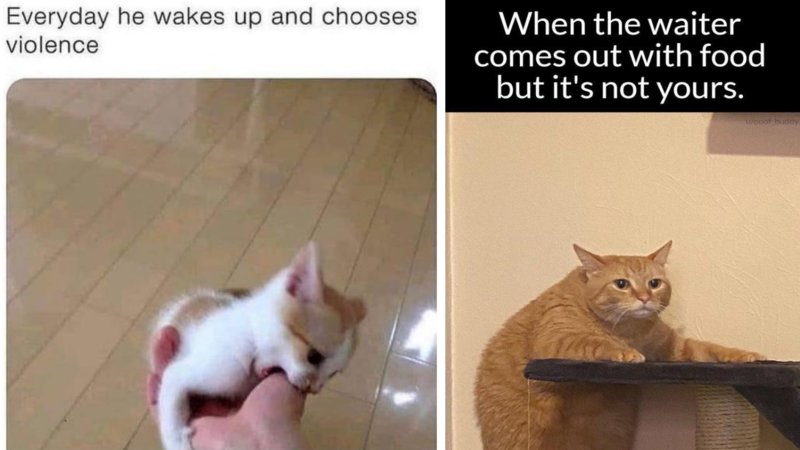 25 Cat-Themed Memes For A More Wholesome Weekend